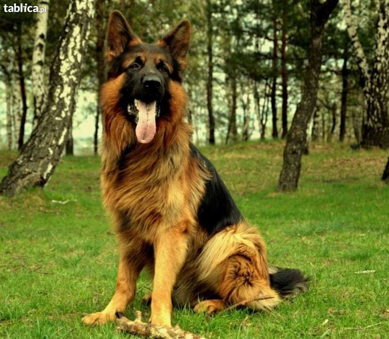 Wyszkolę psa- Szkolenia szkolenie psów