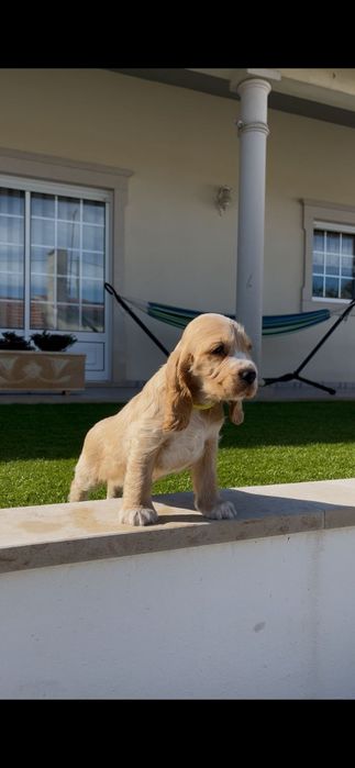 cocker spaniel inglês macho