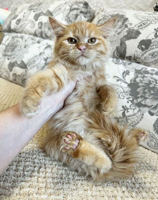 Шикарная Красивая Кошечка )