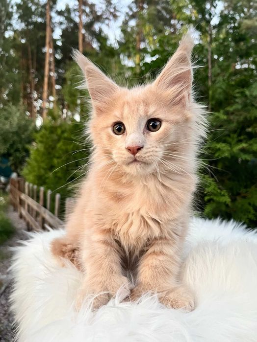 Супер кошеня, лагідний хлопчик з полілапками, мейн кун 3 місяця