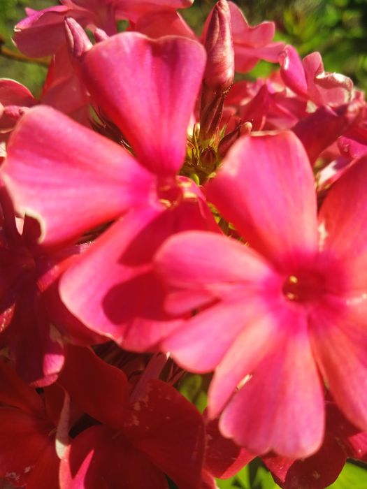 Саджанці   цветов  флокса