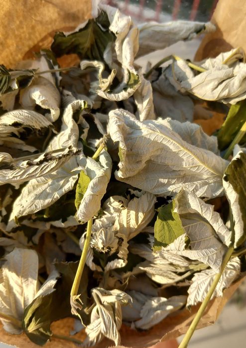 Suszone liście maliny #Gryzonie #Koszatniczki #Szynszyle