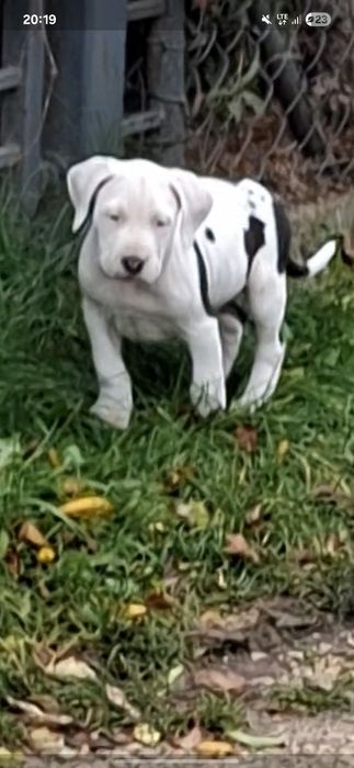 Bandog piekny piesek nie dog argentyński cane corso amstaff presa