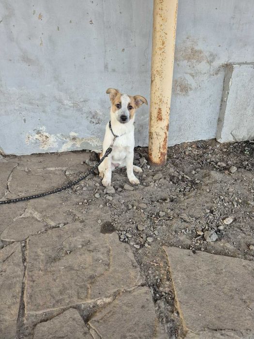 Цуценя метисів до дому