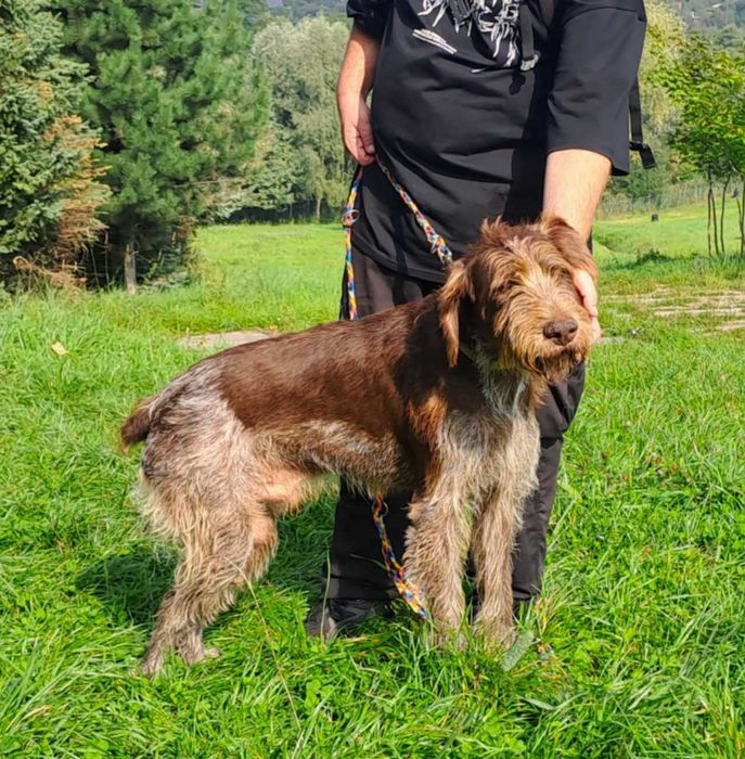 Charlie w typie wyżła szuka fajnego domu !