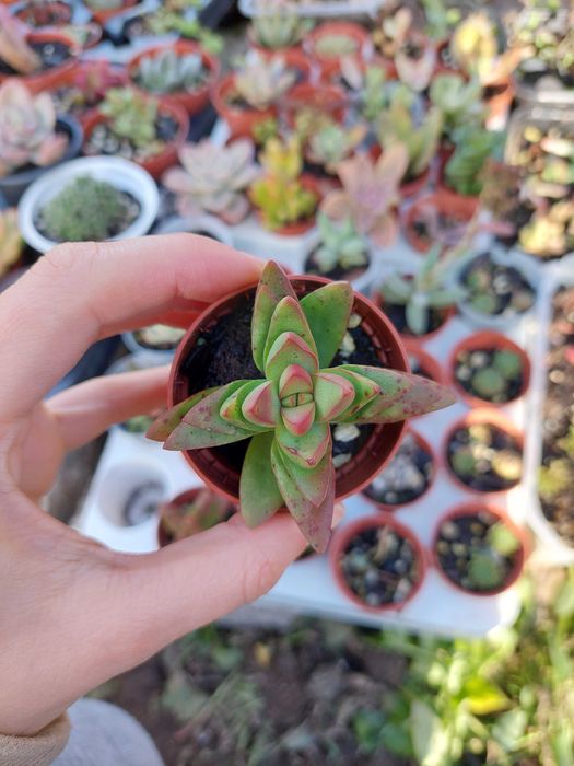 Suculentas 1€ cada