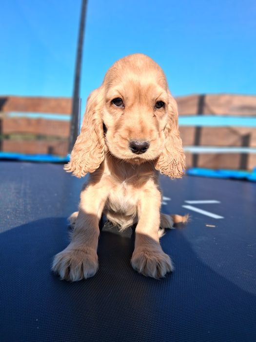 Cocker spaniel angielski
