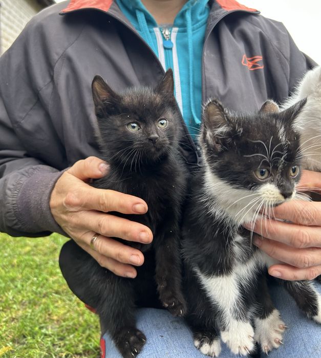 Małe kotki do adopcji