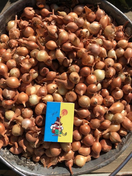 Продам лук севок, тыканка, арпажик