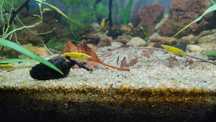 Krewetki neocaridina yellow