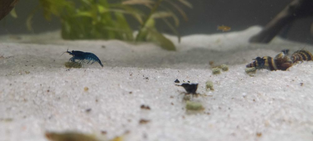 Krewetki blue velvet