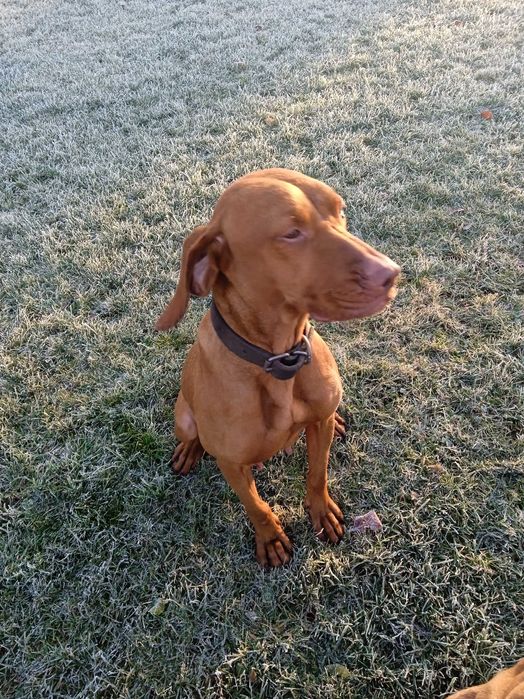 Piesek 4-miesięczny Wyżeł Węgierski krótkowłosy