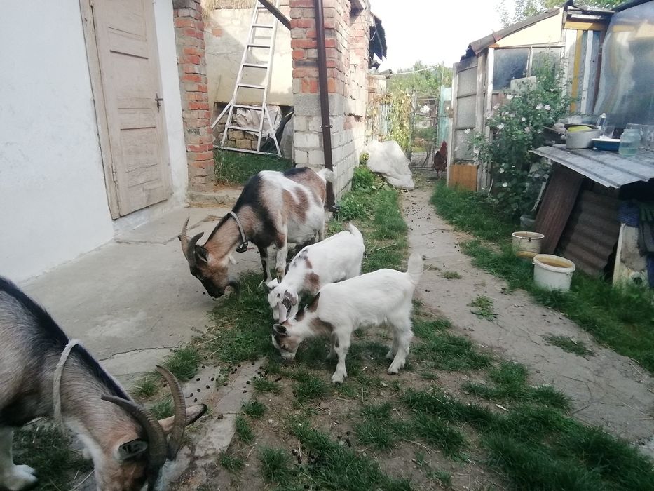 Козенята молочної породи