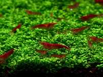 Krewetki neocaridina red cherry czerwone 10szt 30zł