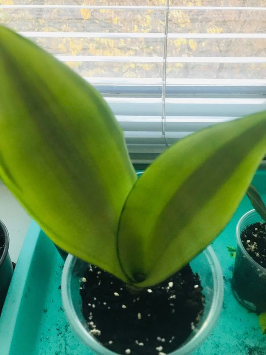 Сансевиерия Муншайн вариегатный