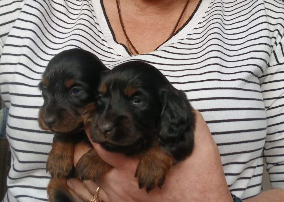 Jamnik długowłosy miniaturowy