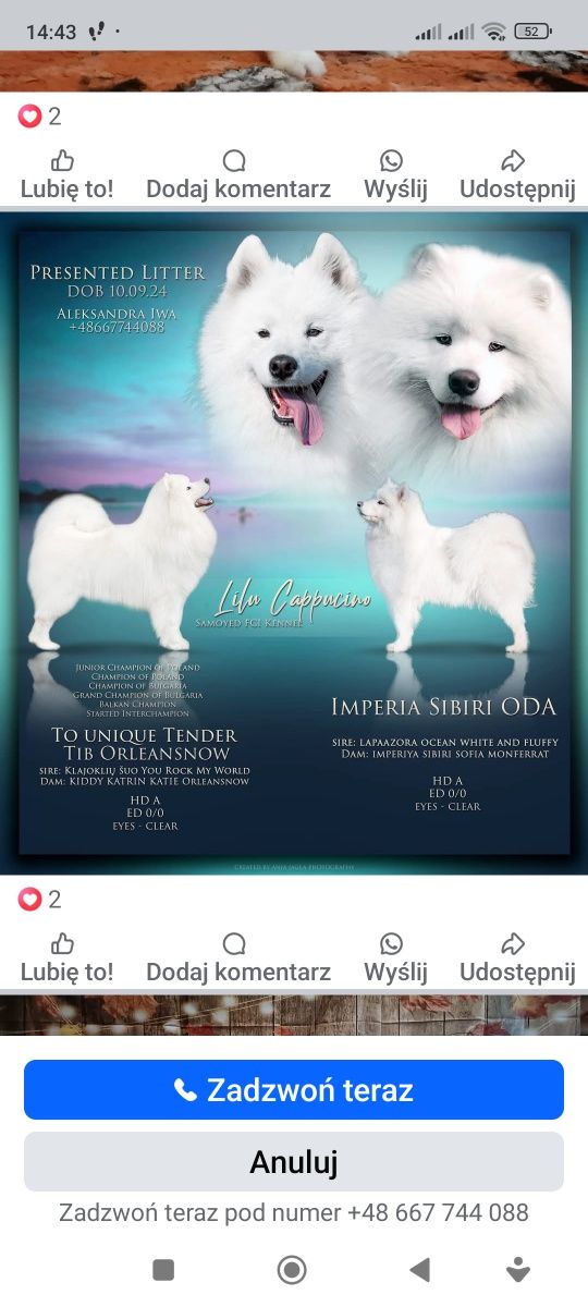 Szczeniak samoyed FCI DZIEWCZYNKA