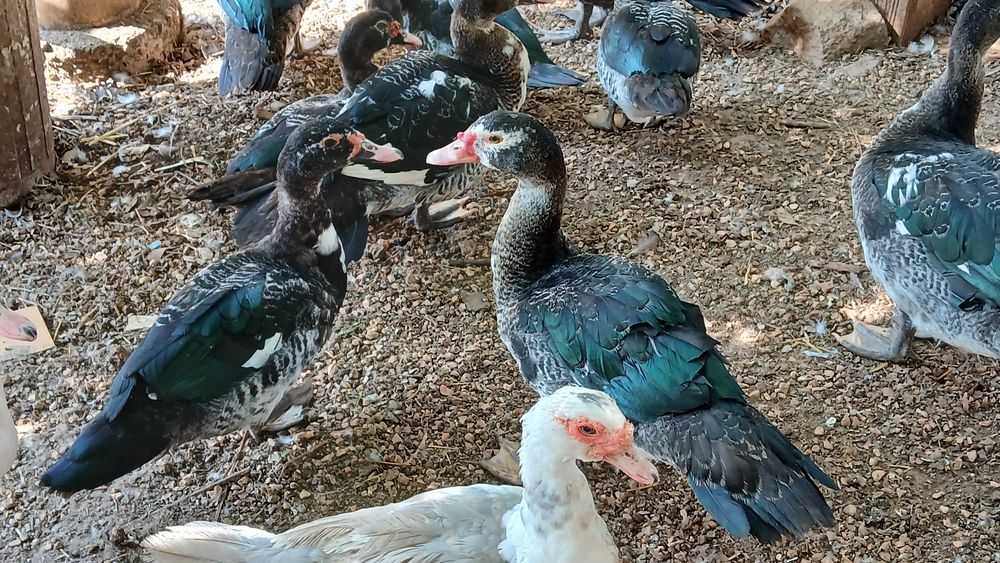 Patos Mudos jovens-adultos