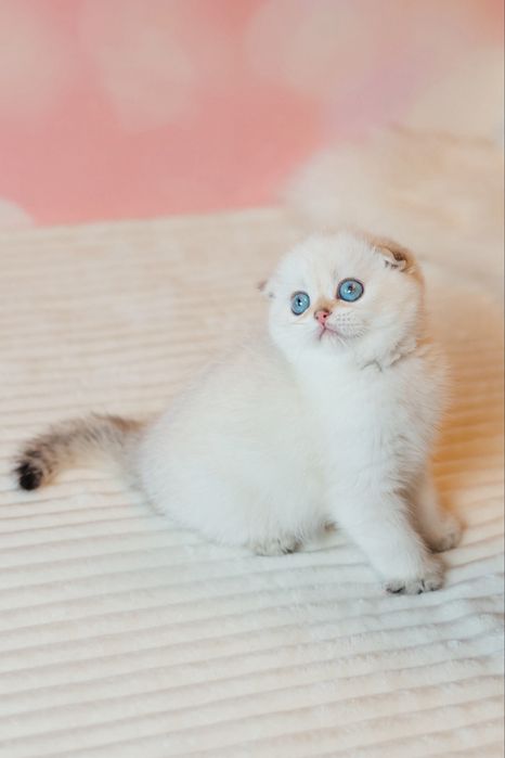 Шотландские котята с документами. Золотая шиншилла. Видео