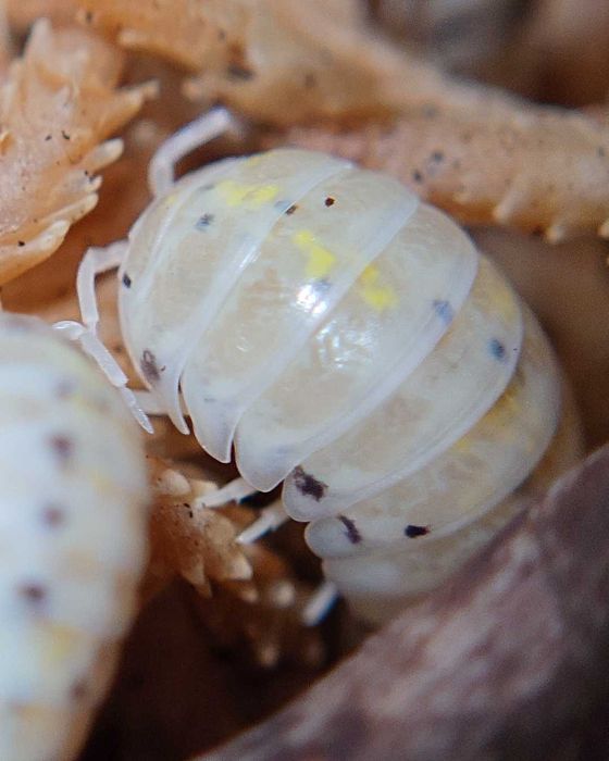 Armadillidium vulgare Magic Potion, isopody, kulanki, 10 szt.