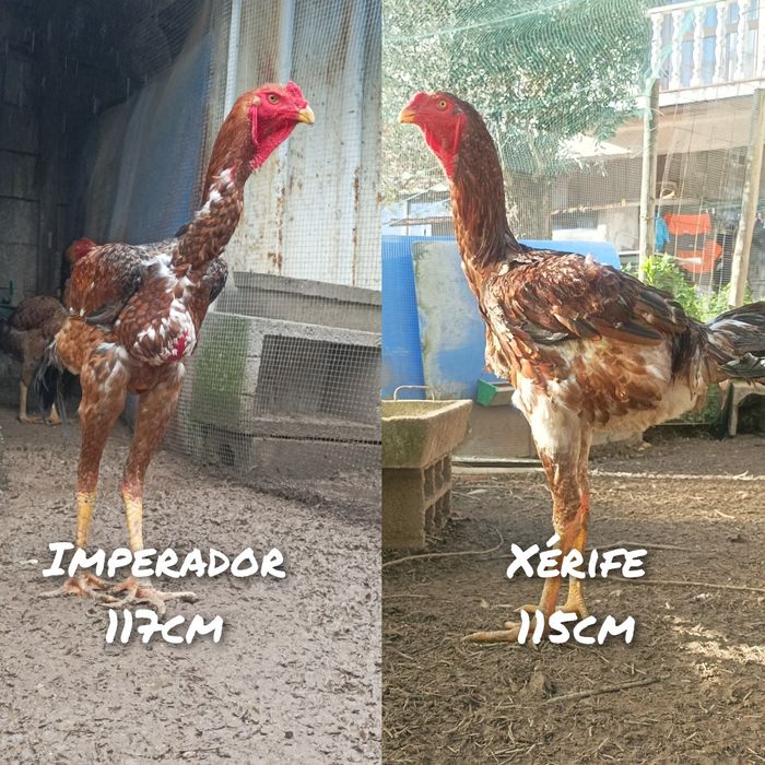 Frangos  Índio Gigante