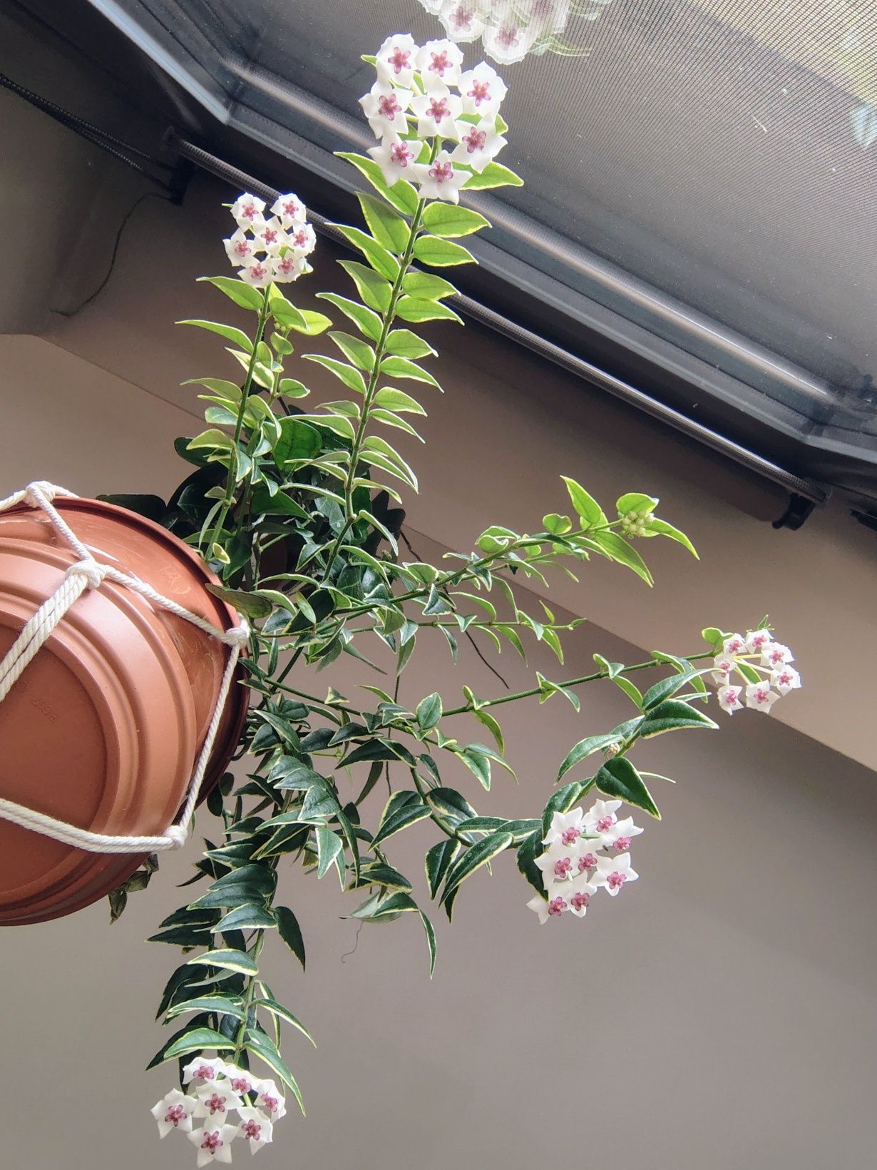 Hoya Belle variegata 20 węzłów