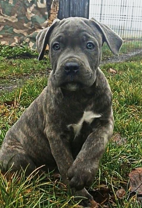 Хлопчики кане-корсо