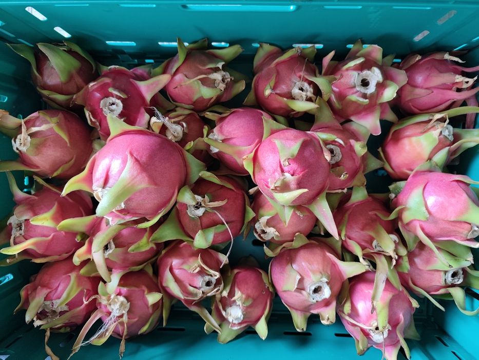 Fruta do dragão PITAYAS