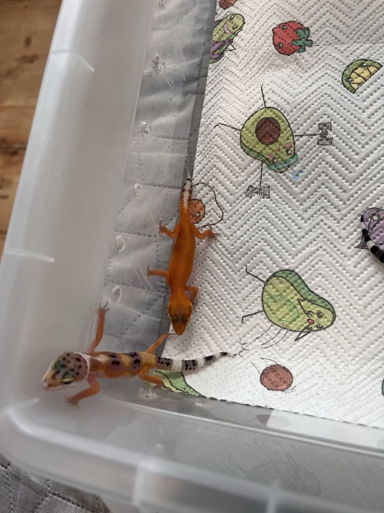 Gekony lamparcie - eublefary lamparcie