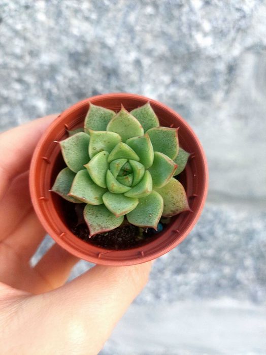 Suculentas 1€ cada