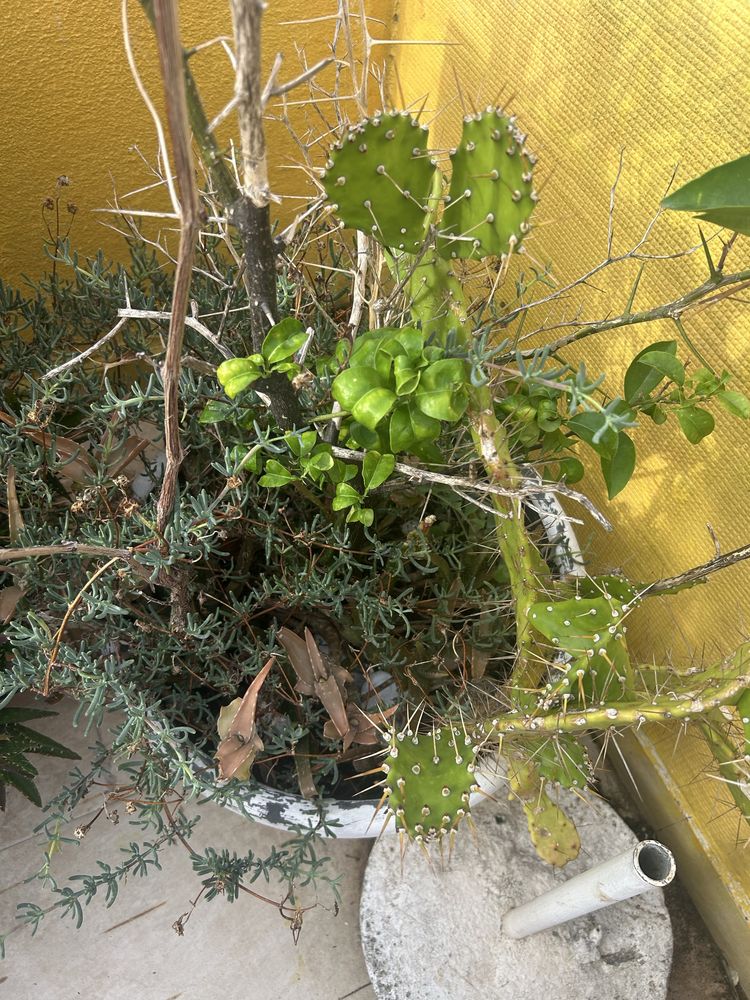 Vasos pesados com plantas ofereço