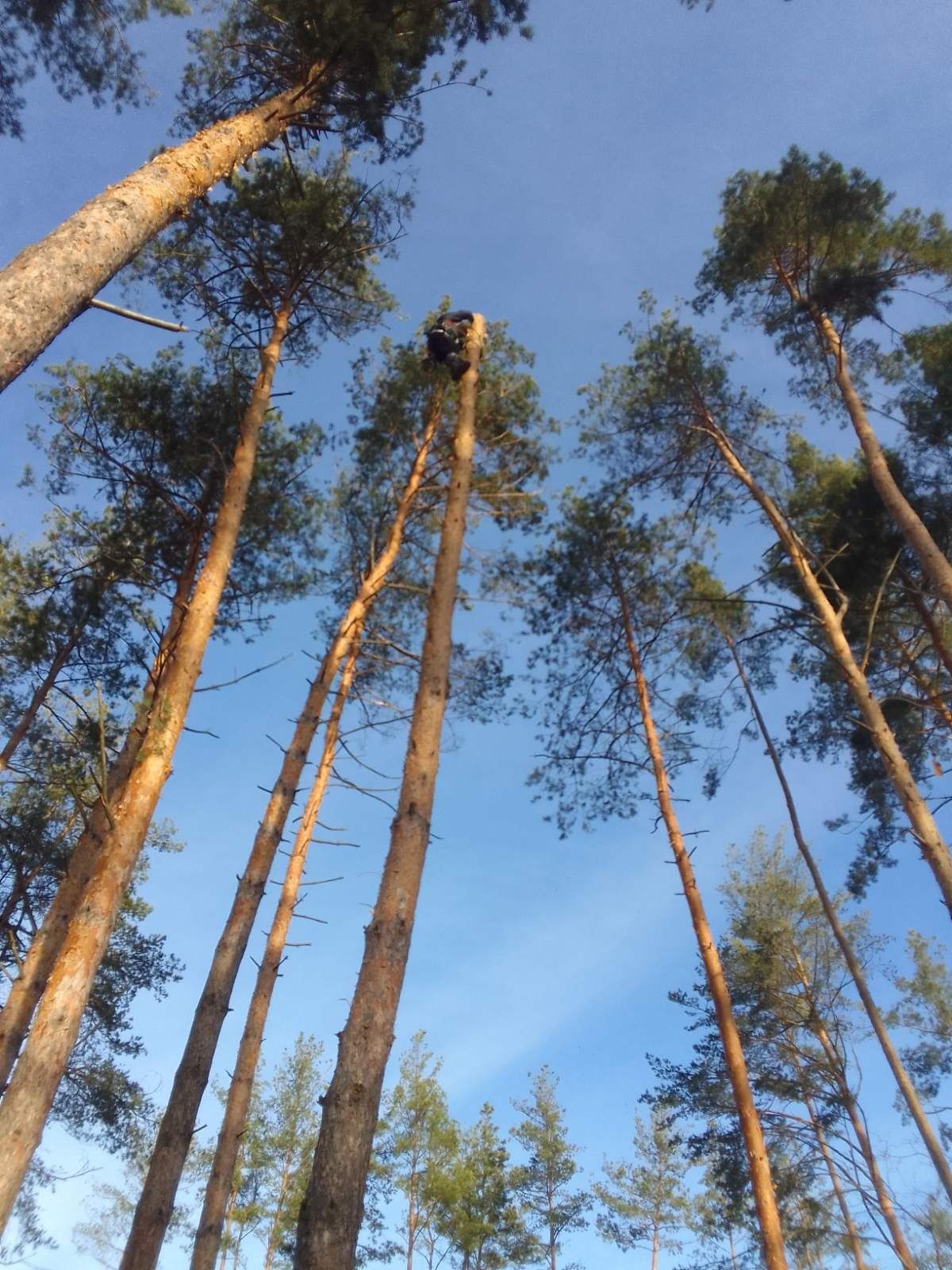 Видалення аварійних дерев Благоустрій Демонтаж .Є послуги ЩЕПОРІЗА