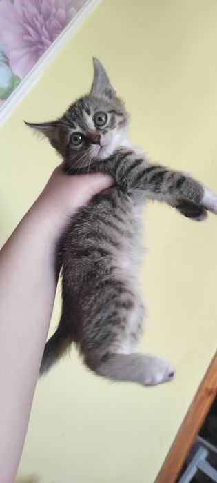 Віддам котика хлопчика