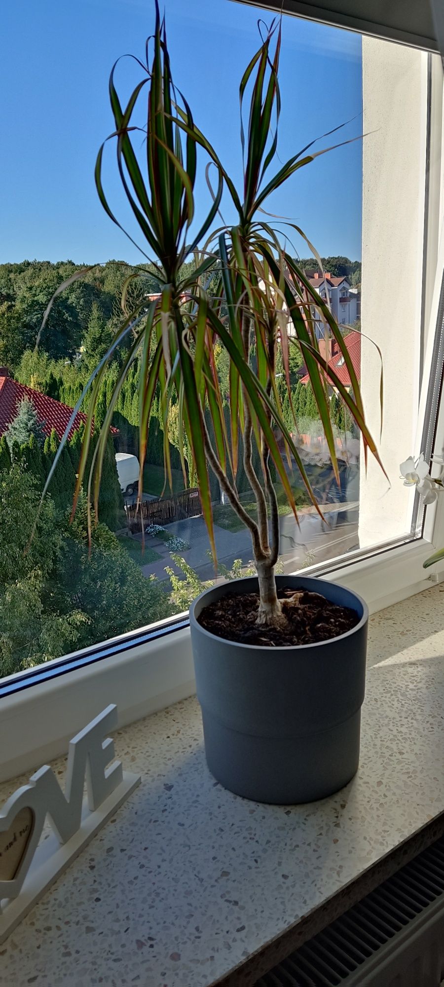 Kwiat Dracena dracena duża