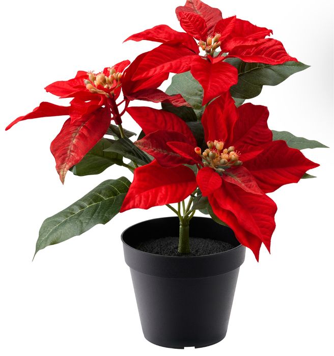 Пуансеттия - Рождественская звезда
