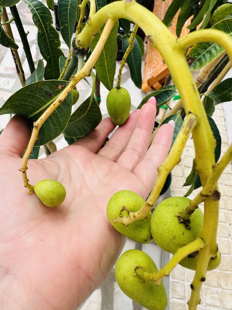 PROMOÇÃO 2 Árvores Manguitas Enxertadas