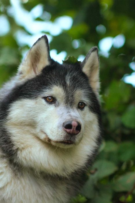 Piękny, dorosły, zrównoważony pies husky do adopcji