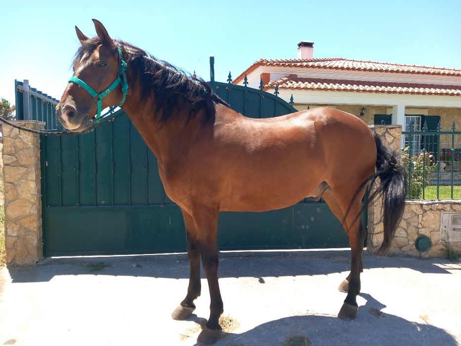 Cavalo castrado  ideal para crianças ou pessoas sem experiência