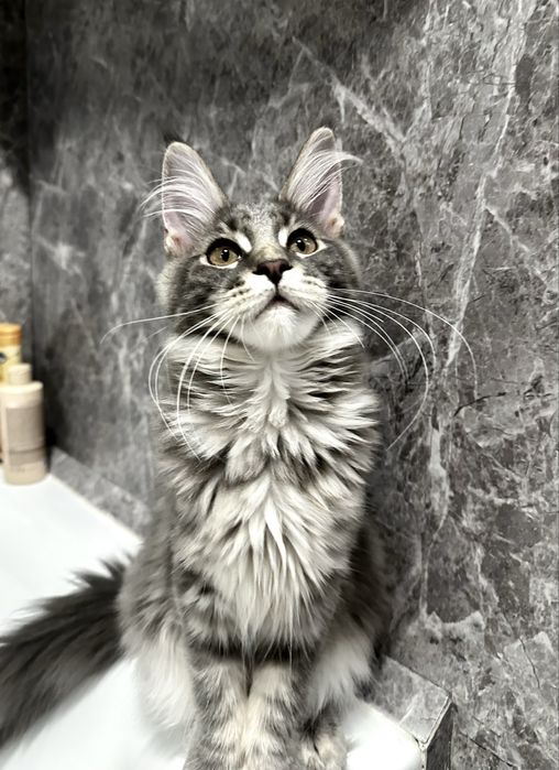 Мейн кун блакитна таббі