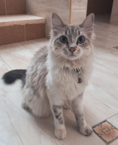 Безкоштовно відам в добріруки сіамського кота