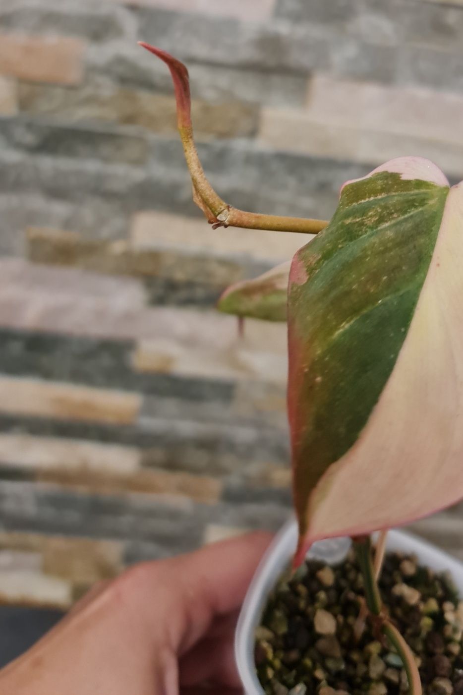 Philodendron Micans variegata