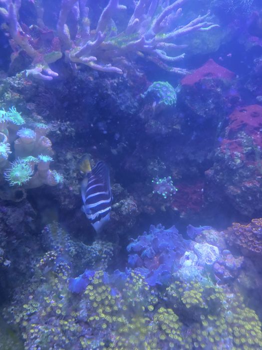 Akwarium morskie życie