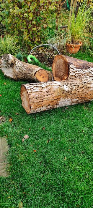 Sprzedam drzewo orzech wloski