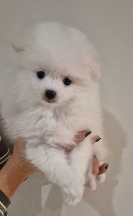 Pomeranian biała suczka