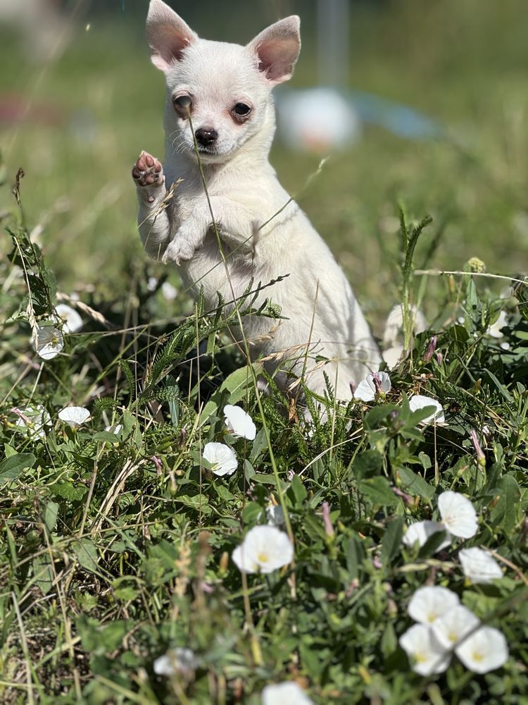 chihuahua piesek