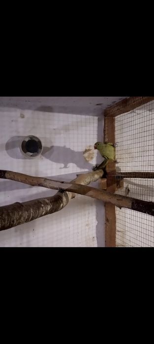 Aleksandretta / aleksandretty