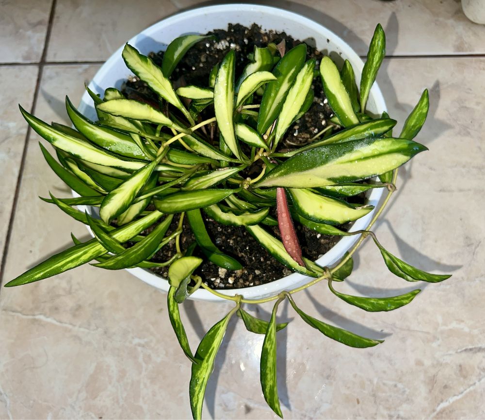 Hoya Kentiana variegata/Хоя Кентіана варієгата