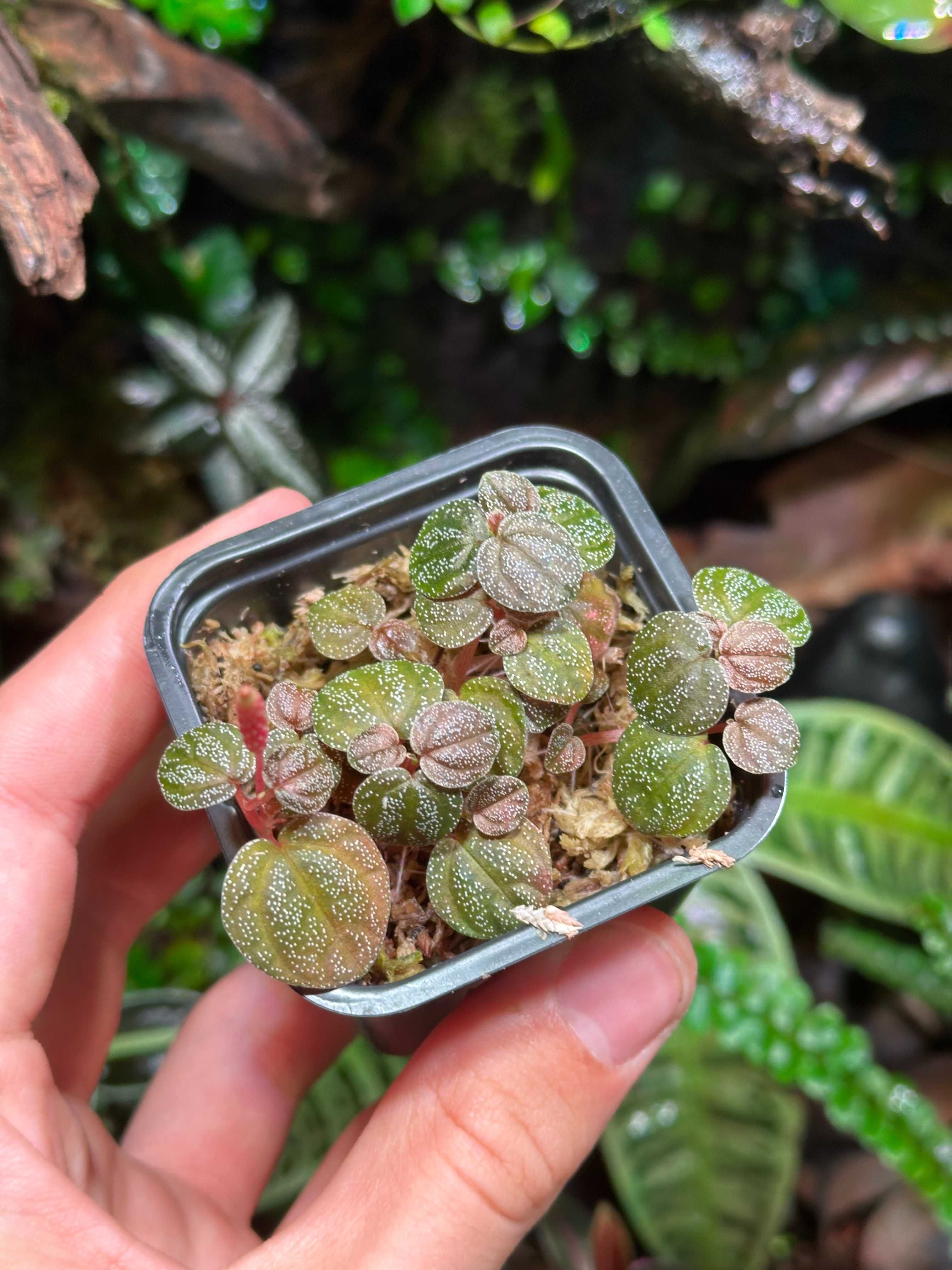 Peperomia antoniana Roślina do terarrium paludarium