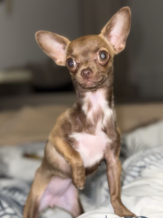 Продам Чіхуа-хуа