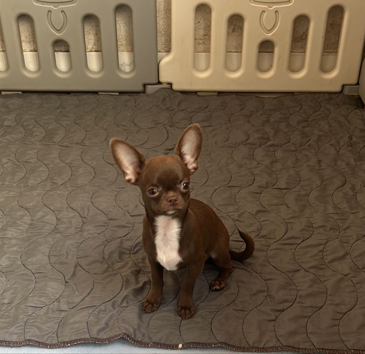 Чарівна шоколадна дівчинка